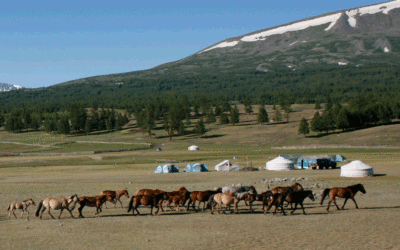 Livestock and dairying led to dramatic social changes in ancient Mongolia, U-M study shows