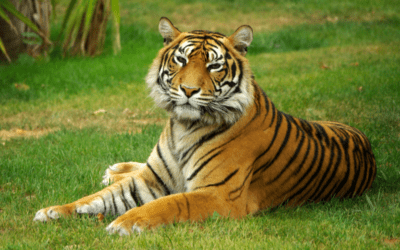 U-M study forecasts the effects of roads and railways on endangered tigers