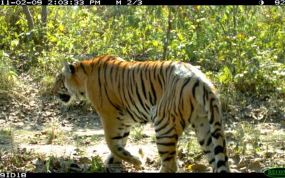 U-M study forecasts the effects of roads and railways on endangered tigers