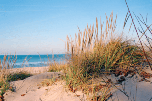 Lake Michigan Dune