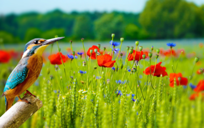 Beautiful Photos of Nature Increase Engagement and Concern for Environment, Research Shows