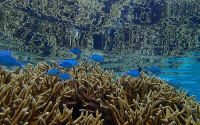 Not enough: Protecting algae-eating fish insufficient to save imperiled coral reefs, study concludes