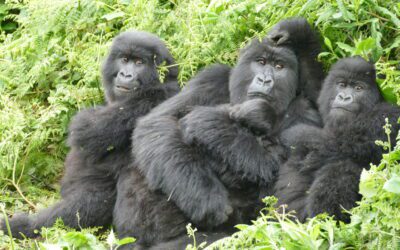 Most species, including humans, who experience early life adversity suffer as adults. How are gorillas different?