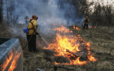 Drier savannas, grasslands store more climate-buffering carbon than previously believed