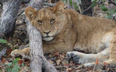 U-M-led study investigates lions’ interactions with humans in a diminishing habitat