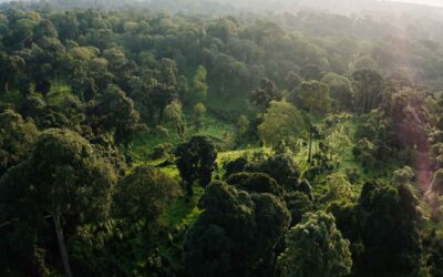 Diverse forests hold huge carbon-storage potential, as long as we cut emissions, study shows