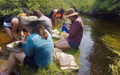 Decade-Long Study Reveals Dam Removal’s Effect on River Ecosystem in Northern Michigan