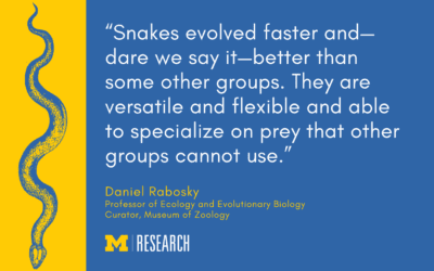 Snakes do it faster, better: How a group of scaly, legless lizards hit the evolutionary jackpot