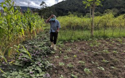 U-M SEAS researcher co-authors global study that finds both people and environment benefit from diversified farming