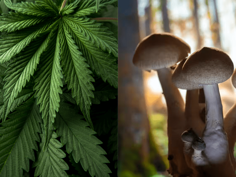 Photo of cannabis and psilocybin