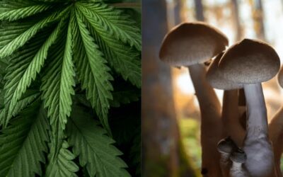 How Cannabis and Psilocybin might help some of the 50 million Americans who are experiencing chronic pain