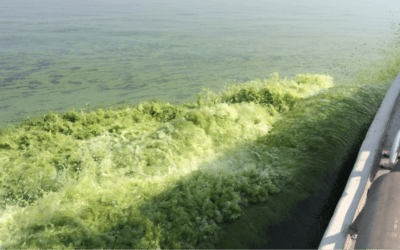 U-M lands $6.5M center to study links between Great Lakes algal blooms, human health