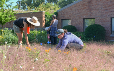 UM-Flint’s Tonietto part of $1.7M study on the impact of native plant lawns