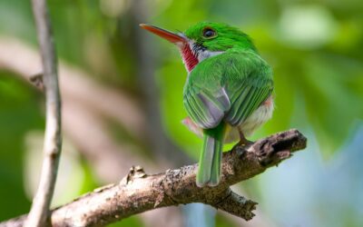 Mass extinction 66 million years ago triggered rapid evolution of bird genomes