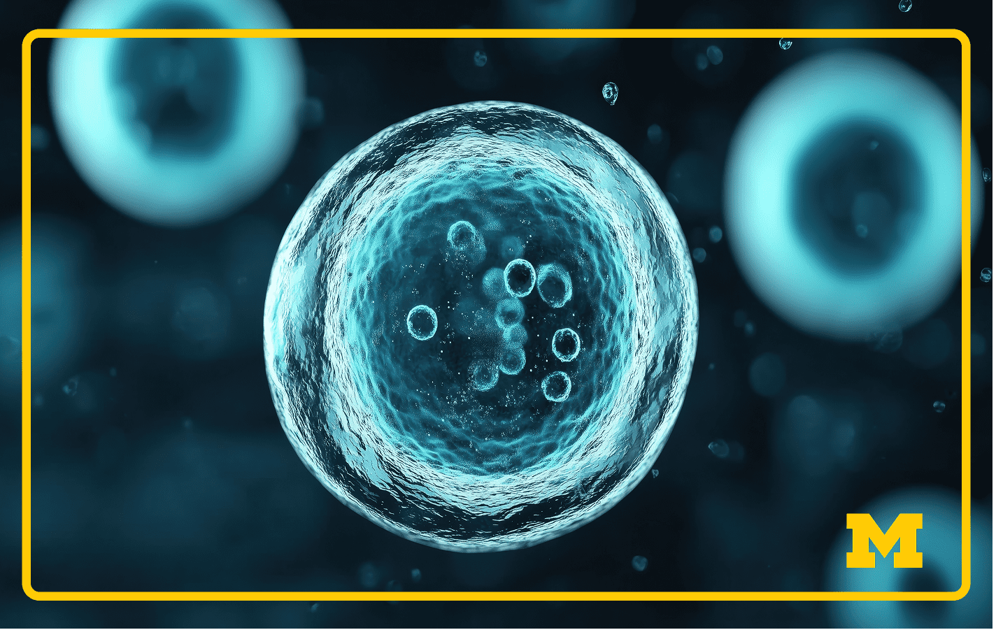 Detailed examination of a single cell structure in a microscopic view under high magnification conditions