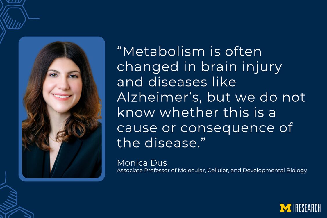 text: “Metabolism is often changed in brain injury and diseases like Alzheimer’s, but we do not know whether this is a cause or consequence of the disease.” Monica Dus, Associate Professor of Molecular, Cellular, and Developmental Biology