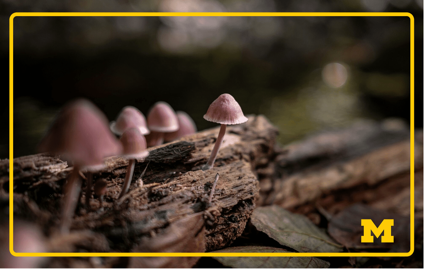 Spores from fungi cause seasonal allergies and spore season is starting three weeks earlier than it did two decades ago, according to new research led by the University of Michigan. Image credit: Laura España/Unsplash Spores from fungi cause seasonal allergies and spore season is starting three weeks earlier than it did two decades ago, according to new research led by the University of Michigan.