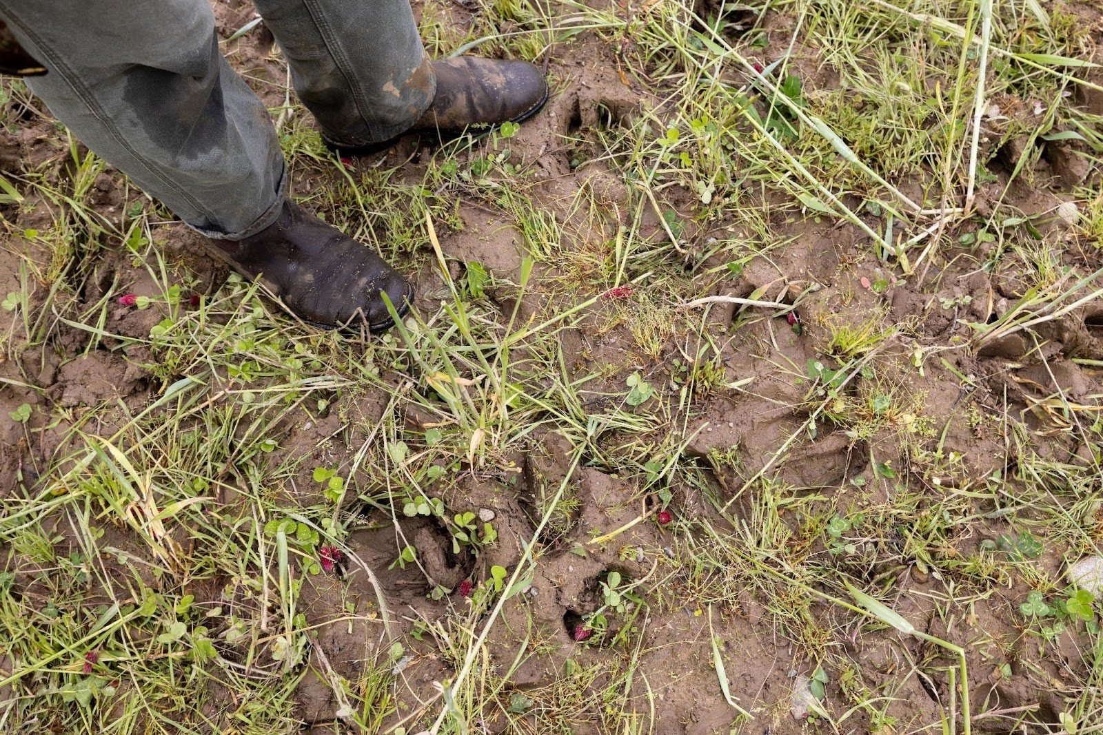 Cattle hoof prints Muddy boots stand on grass and soil marked with several deep cattle hoof prints, some plants scattered around.