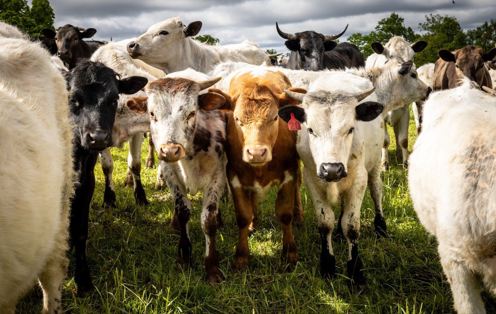 Cattle grazing Large group of cows and calves, black, brown, and white, closely gathered together on a grassy field with sun shining.