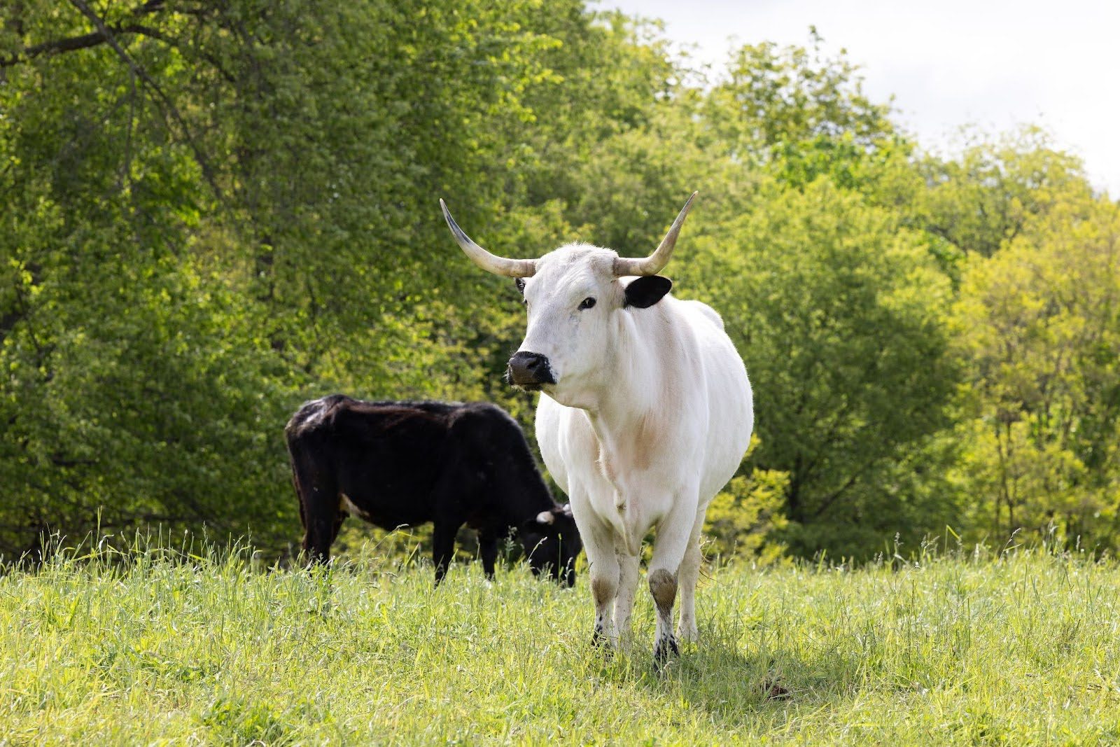 Cattle grazing White cow with large horns stands in grassy field; a black cow grazes and lush trees form the background.