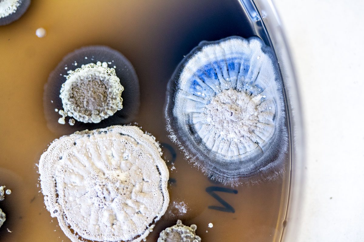 Multiple unique mold colonies, including a blue-hued one, grow prominently in a petri dish on brown medium.