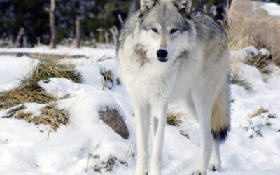 Hunting wolves reduces livestock deaths measurably, but minimally, according to new study