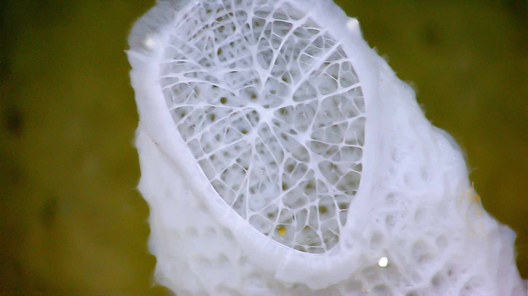 Close-up of a white, lacy, net-like structure of a Venus flower basket sea sponge against a green background.