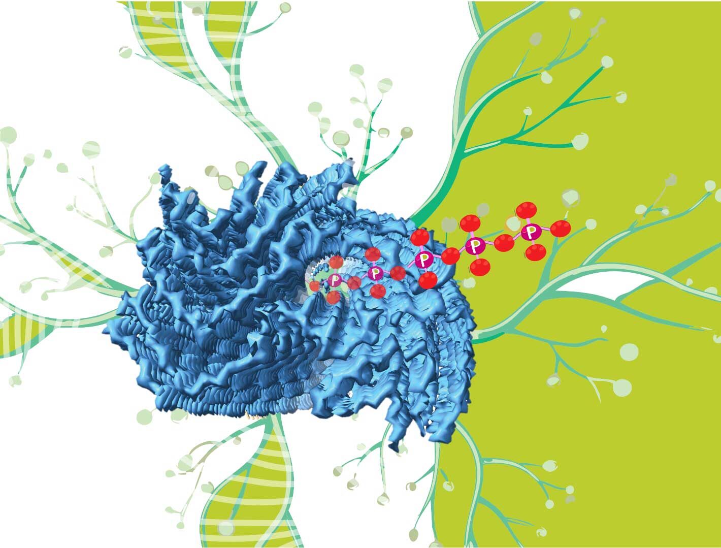 Research led by the University of Michigan has shown that the molecular polyphosphate, shown in red, could be what’s been called the “mystery density” inside fibrils—like the one shown in blue—associated with neurodegenerative diseases. Image credit: Pavithra Mahadevan and Bikash Sahoo (CC-BY 4.0)