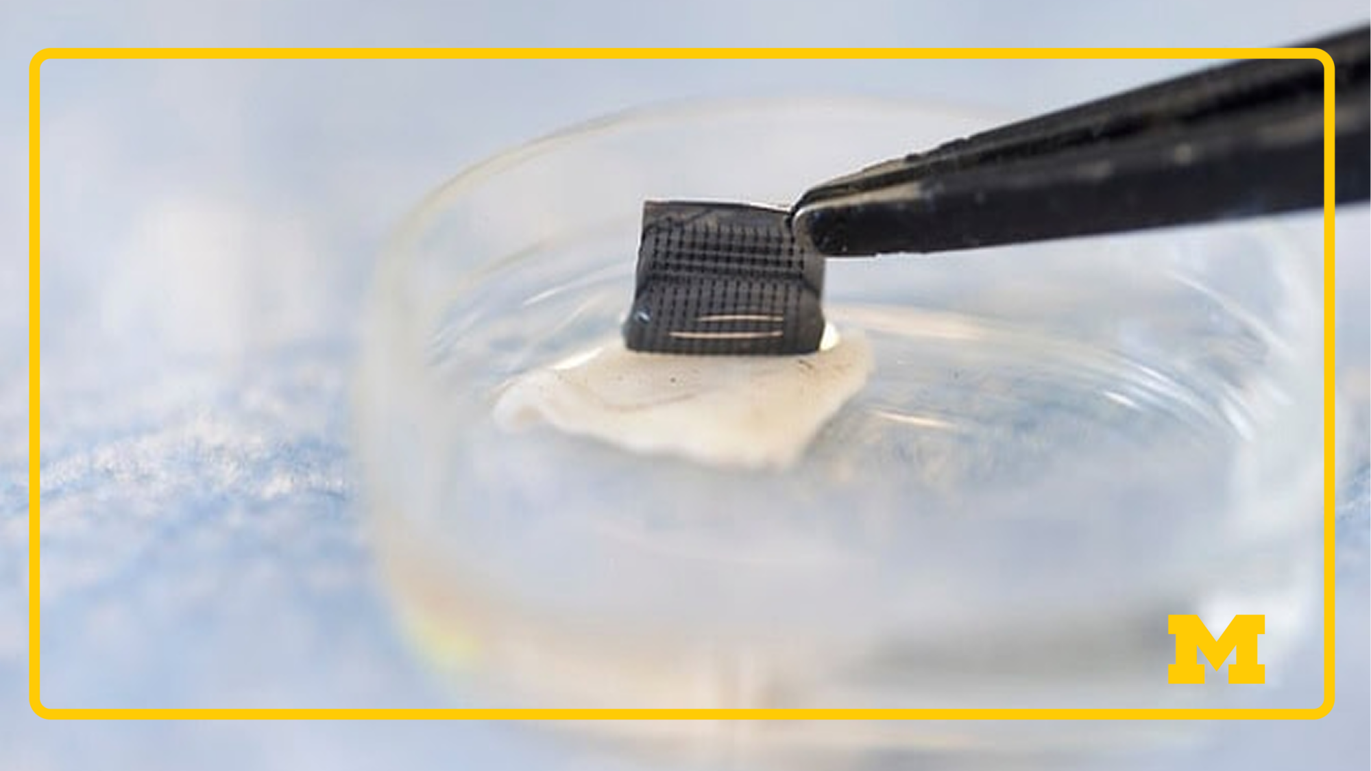 A clear petri dish contains a clear liquid and a small mouse skin sample. Black tweezers pull a gray silicone square with tiny needles on one side off the skin sample.