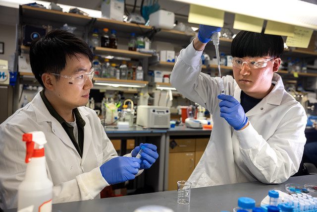 Two individuals in lab coats and blue gloves work with pipettes and beakers on a busy laboratory bench with equipment.