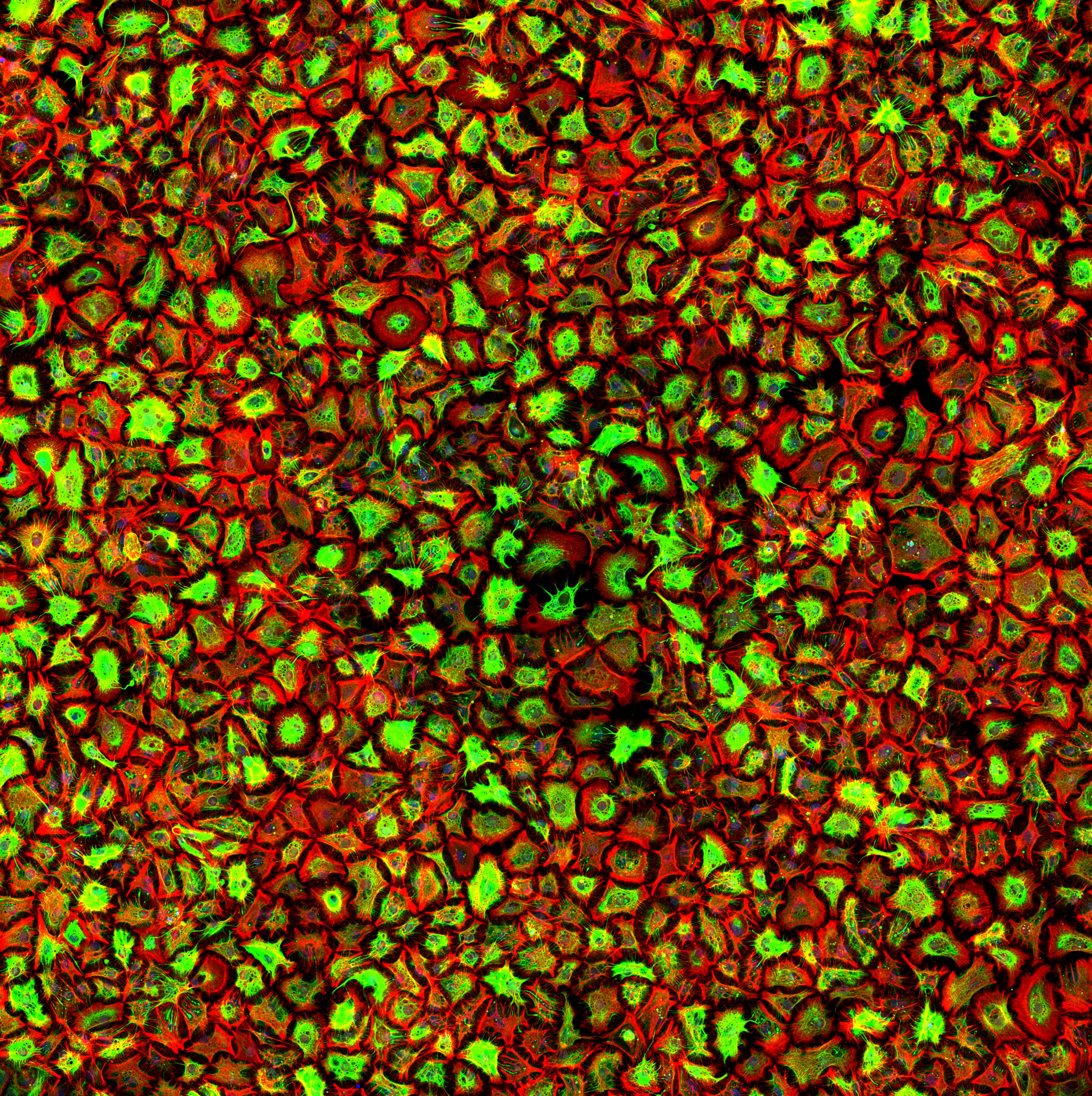 A colorful microscopic image displays densely packed cells stained in vibrant red and green, showing cellular structures and patterns.