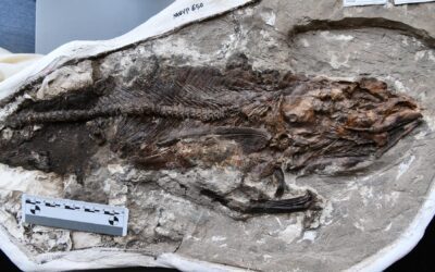 Fossil discovery fills in missing information about modern fish evolution