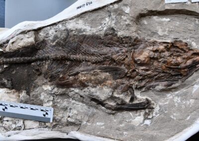 A fossil of the marine bonytongue fish from Egypt’s Qreiya 3 site, related to living freshwater arowanas.