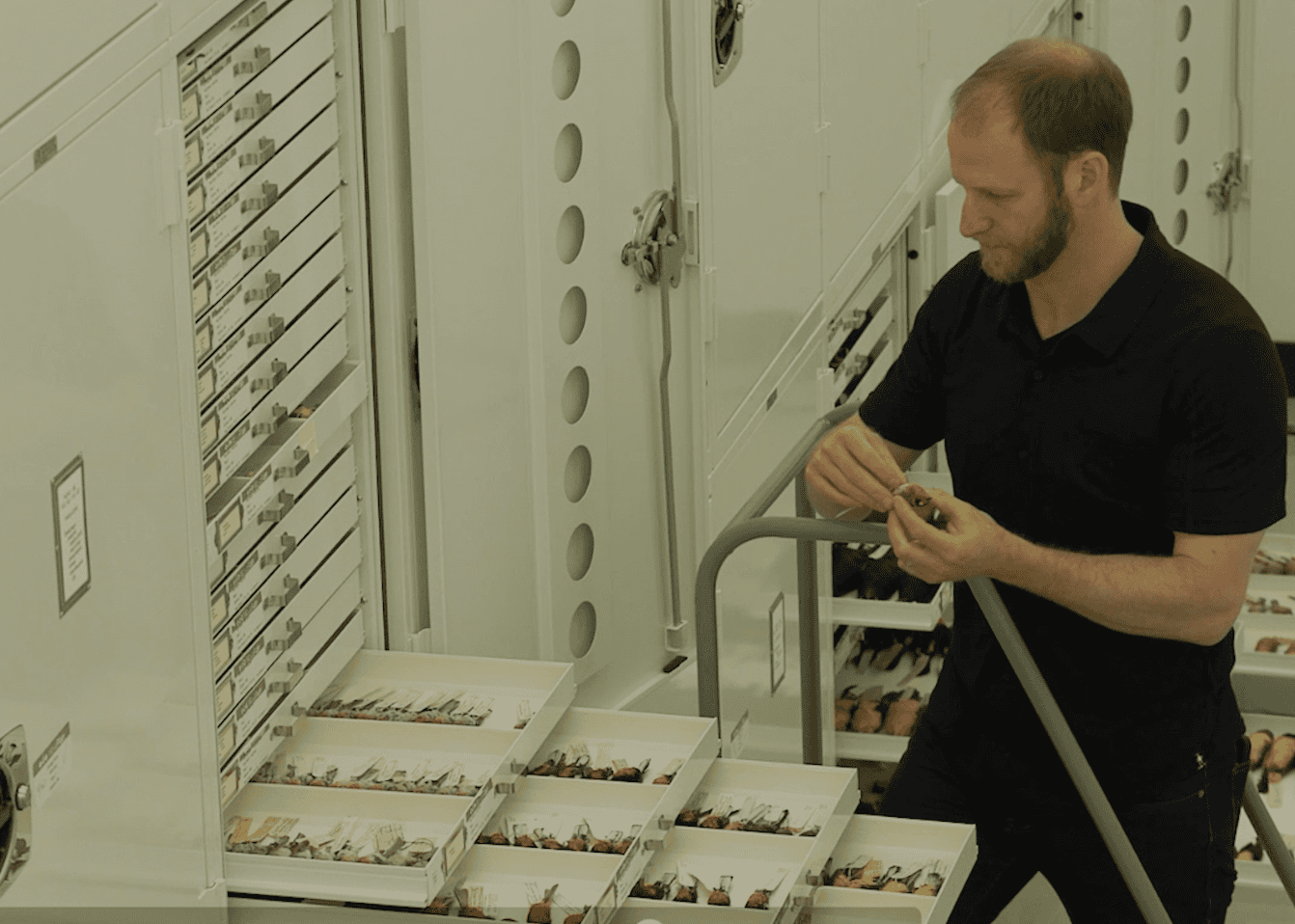 A researcher examines a preserved bird specimen beside open collection drawers filled with labeled specimens.