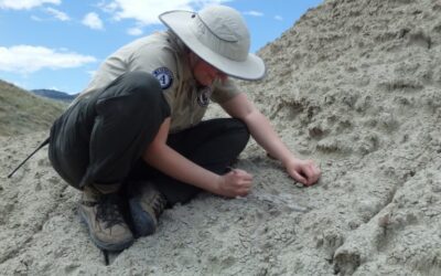 Most complete skeleton of 30 million-year-old dog discovered