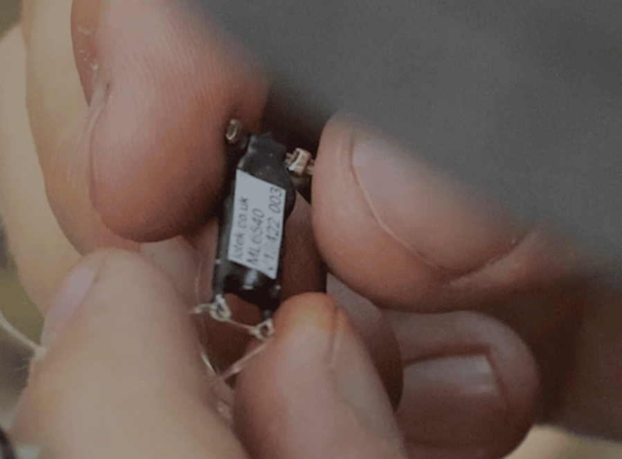 Close-up of hands attaching a tiny identification tag or tracking device to a bird’s leg.