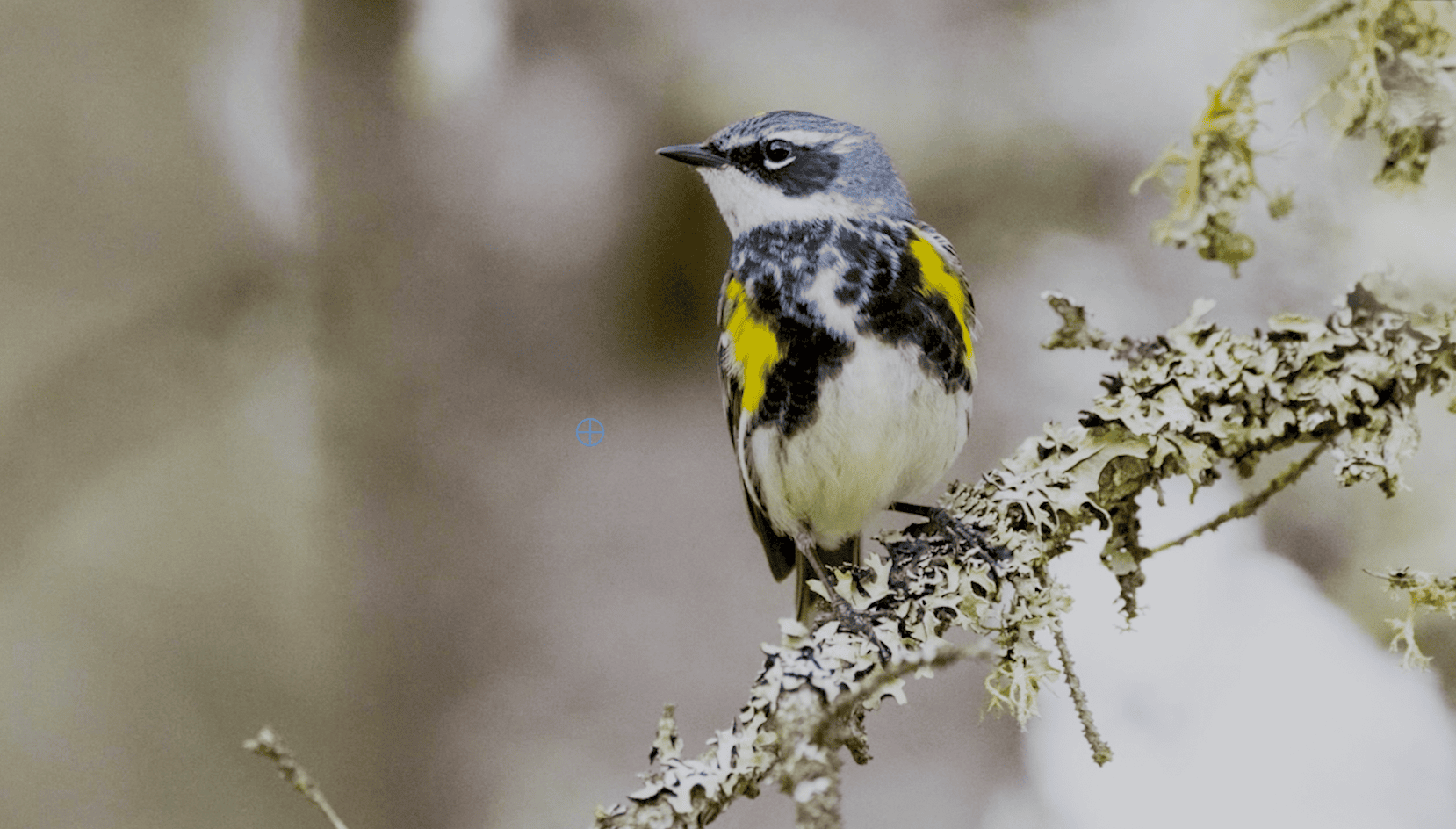 A yellow-rumped warbler with gray, black, white, and yellow plumage perches on a lichen-covered branch.