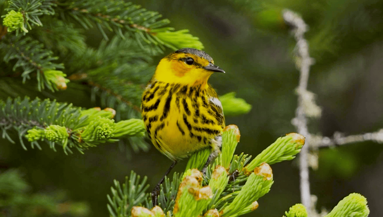 A yellow Cape May warbler with dark streaks perches among fresh green spruce tips.